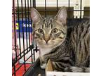 Adopt Sprocket a Brown Tabby Domestic Shorthair / Mixed (short coat) cat in