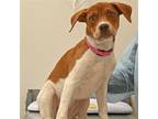 Adopt Dixie Belle a Mixed Breed (Medium) / Mixed dog in Rancho Santa Fe