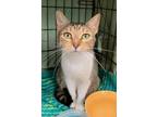 Adopt Iris a Brown or Chocolate Domestic Shorthair / Mixed (short coat) cat in