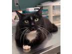 Adopt Emma-adult a Black & White or Tuxedo Domestic Shorthair / Mixed (short