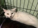 Adopt Sparky a White (Mostly) Domestic Mediumhair / Mixed (medium coat) cat in
