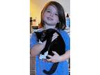 Adopt Bentley a Black & White or Tuxedo Domestic Mediumhair / Mixed (medium