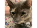 Adopt Yuna a Calico or Dilute Calico Domestic Shorthair / Mixed cat in