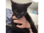 Adopt Ray a Domestic Shorthair / Mixed (short coat) cat in Angola, IN (38696079)