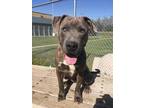 Adopt Baxter a Pit Bull Terrier / Mixed dog in Norman, OK (38695706)