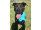 Adopt Pete a Labrador Retriever / Mixed dog in Norman, OK (38695704)