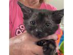 Adopt Tori a All Black Domestic Shorthair / Mixed (short coat) cat in Spring