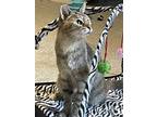 Adopt Flint a Gray, Blue or Silver Tabby Domestic Shorthair / Mixed (short coat)