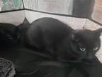 Adopt Jakob a All Black Domestic Shorthair / Mixed (short coat) cat in