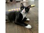 Adopt Hazel a All Black Domestic Shorthair / Mixed cat in Temecula