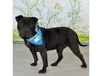 Adopt Chili a Shar Pei / American Staffordshire Terrier / Mixed dog in Pacific