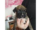 Boxer Puppy for sale in Frewsburg, NY, USA