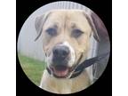 Adopt Jester a Labrador Retriever / Mixed dog in Hamilton, GA (38681213)