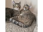 Adopt Ethel a Tortoiseshell Domestic Shorthair / Mixed cat in Madison