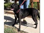 Adopt Vader a Black - with White Pit Bull Terrier / Mixed dog in Weatherford