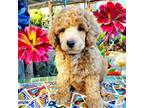 Mutt Puppy for sale in Chandler, AZ, USA