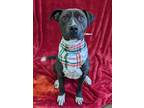 Adopt Sybil a Labrador Retriever / Mixed dog in Lexington, KY (38686779)