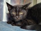 Adopt Morgan a All Black Domestic Shorthair / Mixed cat in Millersville