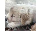 Golden Retriever Puppy for sale in Stony Point, NC, USA