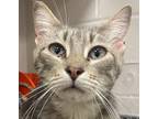 Adopt Birdie a Domestic Mediumhair / Mixed cat in Sheboygan, WI (38690755)