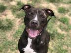 Adopt McLovin a Black - with White Pit Bull Terrier / Mixed dog in Millersville