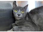 Adopt Iguana a Gray or Blue Domestic Shorthair / Mixed cat in Millersville
