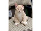 Adopt Peanut Butter a Orange or Red Domestic Shorthair / Mixed (short coat) cat