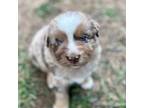 Miniature Australian Shepherd Puppy for sale in Medical Lake, WA, USA