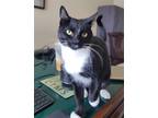 Adopt Symphony a Domestic Shorthair / Mixed cat in Camden, SC (38689746)