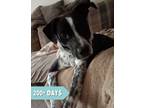Adopt Memphis a Blue Heeler / Mixed dog in Lancaster, OH (38690169)