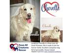 Adopt Chevelle a White Great Pyrenees / Labrador Retriever / Mixed dog in