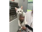 Adopt Cotton a White Domestic Shorthair / Mixed (short coat) cat in Covington