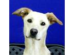 Adopt Luna a Labrador Retriever / Australian Cattle Dog / Mixed dog in Fort