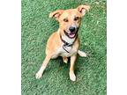 Adopt D-Simba a Shepherd (Unknown Type) / Husky / Mixed dog in Jacksonville