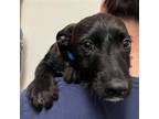 Adopt Roxy a Mixed Breed (Medium) / Mixed dog in Rancho Santa Fe, CA (38689289)