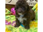 Poodle (Toy) Puppy for sale in Gaffney, SC, USA