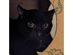 Adopt Sawyer a All Black Domestic Shorthair / Mixed cat in Pittsburgh