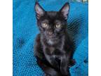 Adopt Pluto a All Black Domestic Shorthair / Mixed cat in Morgan Hill