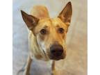 Adopt Bianca a Husky / Mixed dog in Birmingham, AL (38687336)