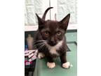 Adopt Finnley-kitten a Black & White or Tuxedo Domestic Shorthair / Mixed (short