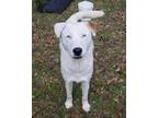 Adopt Aja a White Husky / Shepherd (Unknown Type) / Mixed dog in Spring