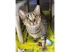 Adopt Milly a Domestic Shorthair / Mixed cat in Paris, KY (38686638)