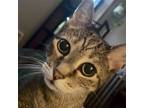 Adopt Icy (I'm in foster care!) a Domestic Shorthair / Mixed cat in Brooklyn