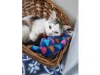 Adopt Jem a Gray or Blue (Mostly) Turkish Van / Mixed (long coat) cat in Los