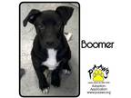Adopt Boomer a Black Mixed Breed (Large) / Mixed dog in Newburgh, IN (38686030)