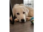 Adopt Lydia a White Great Pyrenees / Mixed dog in Weatherford, TX (38685726)