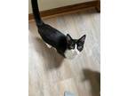 Adopt Bill a Domestic Mediumhair / Mixed cat in Hinckley, IL (38685700)