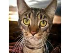 Adopt Tony (Foster Kitten) a Brown Tabby Domestic Shorthair / Mixed (short coat)