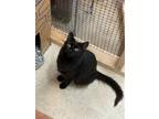Adopt Licorice and Pebbles (BONDED PAIR) a Domestic Shorthair / Mixed cat in