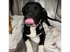 Adopt Gwen a Mixed Breed (Medium) / Mixed dog in Rancho Santa Fe, CA (38660089)